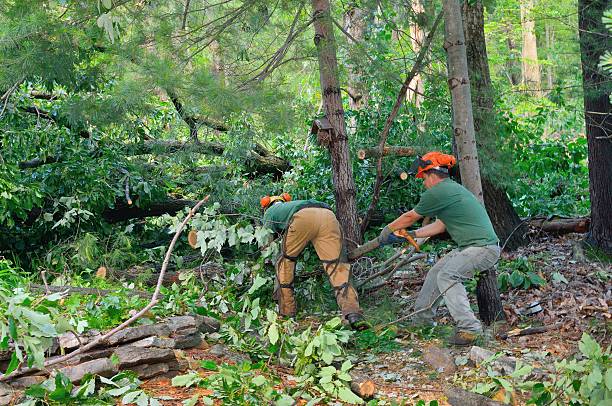 Best Best Tree Removal Services  in Clendon, AR